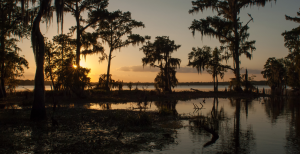 Louisiana swamp view sunset