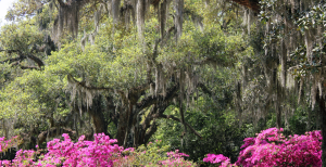 a large tree with pink flowers in front of it
