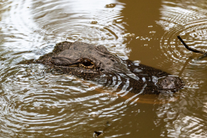 alligator in a body of water