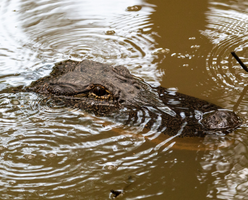 alligator in a body of water