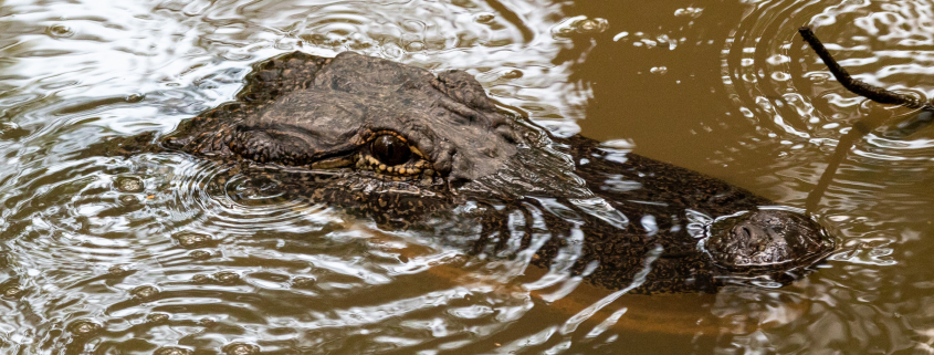 alligator in a body of water