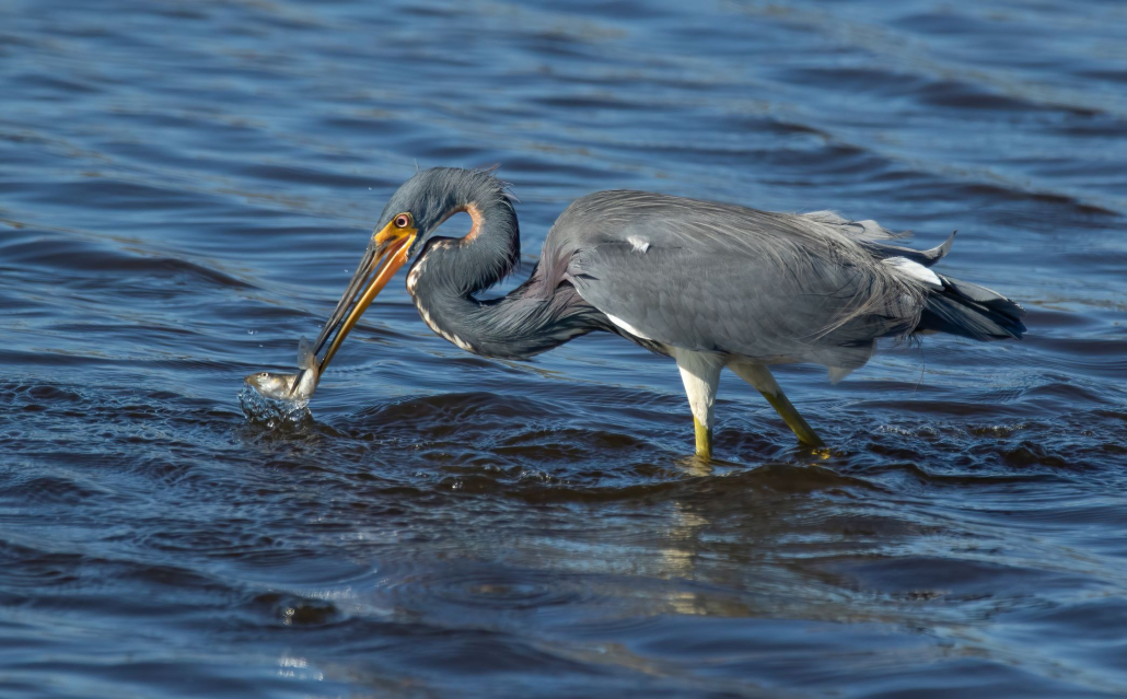 tri colored heron