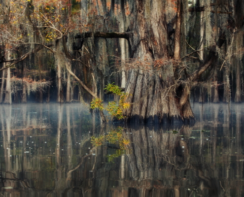 landscape with trees reflected in the water