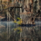 landscape with trees reflected in the water