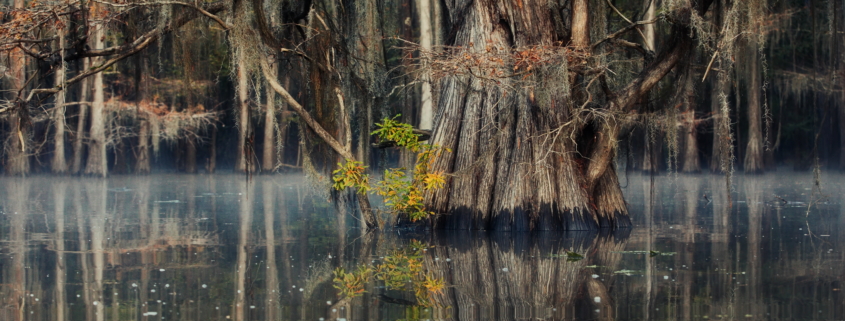 landscape with trees reflected in the water