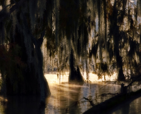 a gloomy day on the cypress swamp