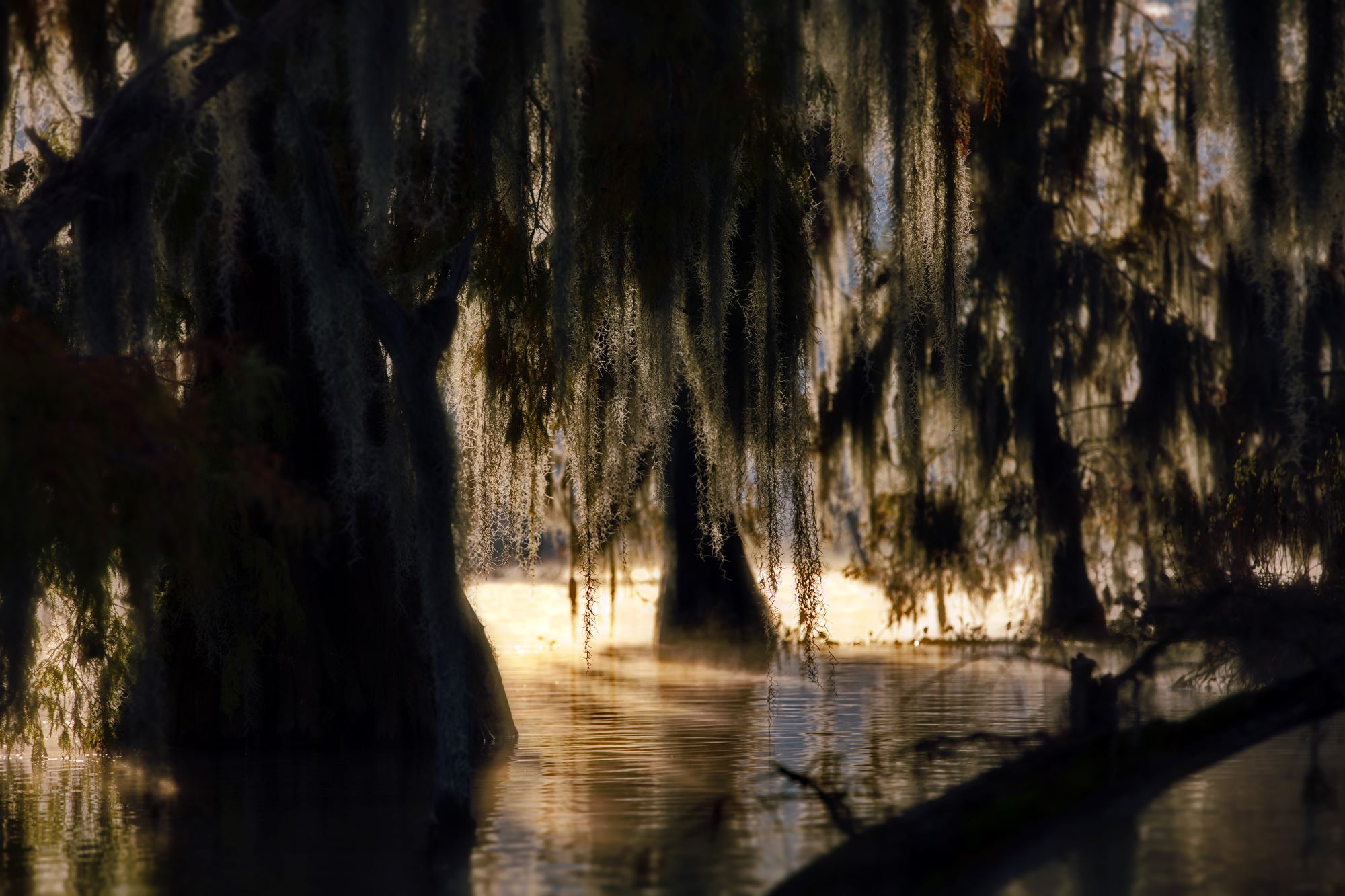 Slidell Charter Bus A Guide to Slidell Louisiana Motor Coach