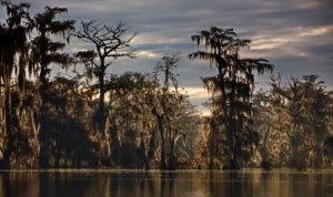 trees in a swamp